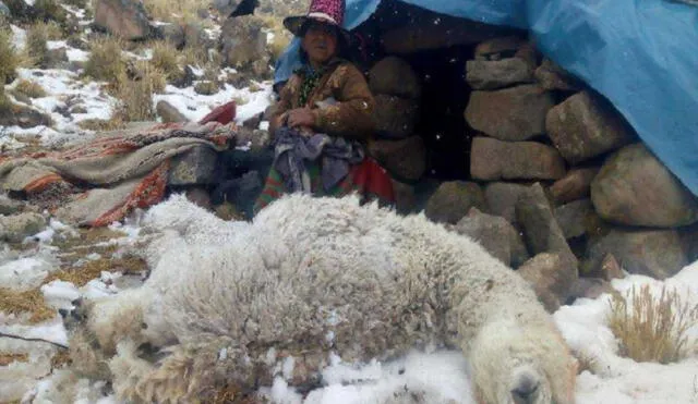 Heladas en Arequipa han causado la muerte de unas 5.000 cabezas de ganado