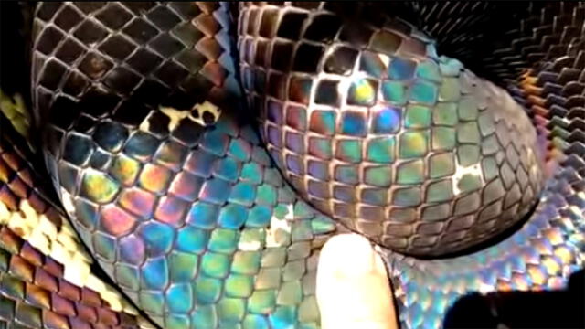 Facebook: Hallan una serpiente en Indonesia y un detalle deja asombrado a todos [VIDEO]
