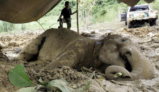 Asesinan a un centenar de elefantes para vender su marfil en China y Camboya