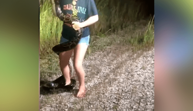 YouTube viral: mujer intenta capturar a enorme pitón con las manos, sin imaginar la reacción del depredador