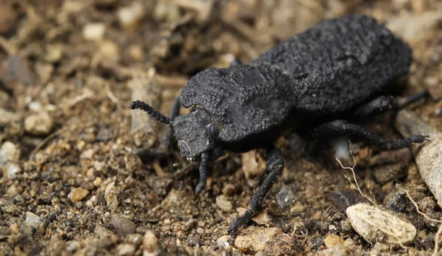 El diabólico escarabajo acorazado proviene de Baja California y el suroeste de los Estados Unidos  | Foto: David Kisailus / UCI