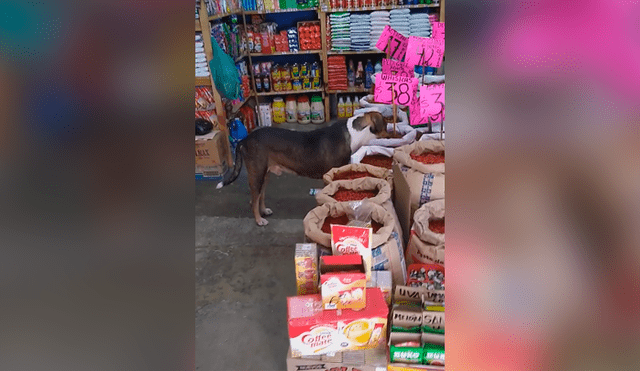 Desliza las imágenes para conocer la noble acción de un joven para ayudar a un perro hambriento. Foto: Captura.