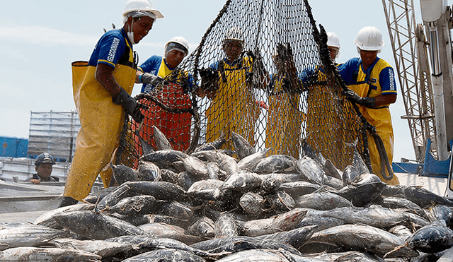 Extracción. Temporada de pesca fue finalizada por la alta concentración de juveniles, lo cual afecta a los pescadores. (Foto: Andina)