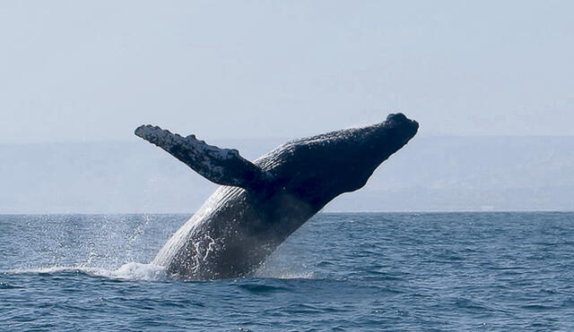 Asombro. Una ballena jorobada juega frente al yate y se luce ante los turistas.