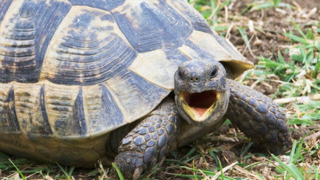 Tortuga incendia la casa de sus dueños en Navidad y se ‘molesta’ al ser rescatada [FOTOS]