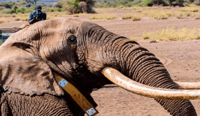 Tim, uno de los últimos elefantes de colmillos largos fue hallado muerto en reserva natural [VIDEO] 