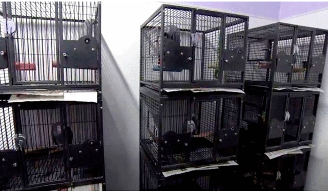 Los cinco pájaros fueron colocados en cuarentena antes de ser puestos en exhibición. Foto: BBC.