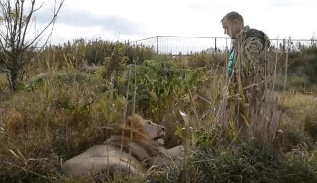 YouTube viral: así reaccionó león cuando turista se echa sobre su pecho para una foto [VIDEO]