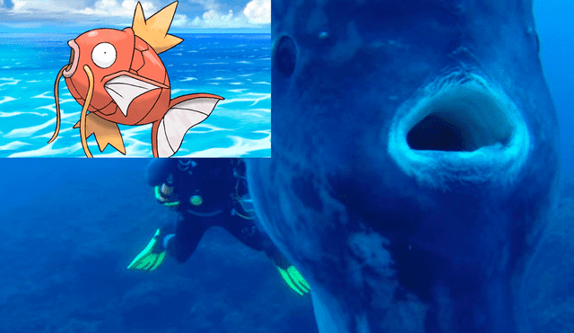 Instagram: Filman a gigante pez que se parece "Magikarp" de Pokémon [VIDEO]