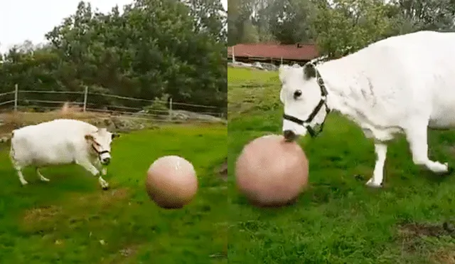 Facebook: vaca es grabada jugando fútbol con su dueña en el campo 