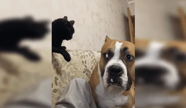 Desliza las imágenes para ver más sobre la furiosa reacción de este felino. (Foto: captura)