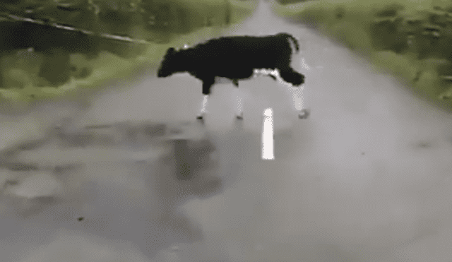Video es viral en YouTube. Un joven captó el preciso momento en que un grupo de vacas creen haberse topado con un obstáculo en su camino. Foto: Captura.