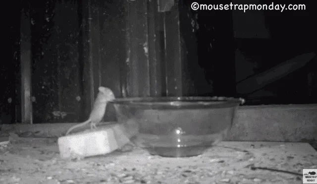 YouTube Viral: Ingeniosa trampa para ratones causa sensación por este motivo