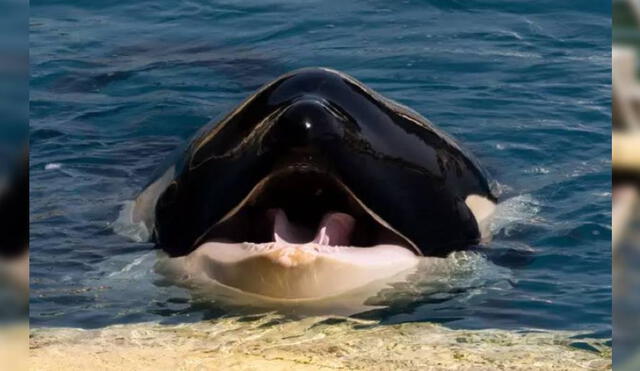 La orca sufrió durante varias horas tras haber perdido sus dientes. Foto: Facebook/One Voice