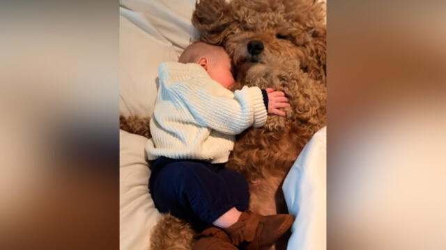 Desliza las fotografías para ver la tierna escena que registró una mujer entre su perro y su bebé. Foto: Captura/Facebook