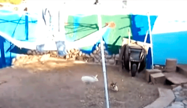 YouTube viral: conejos se pelean violentamente hasta que llegan unas gallinas y los calman con astuto truco [VIDEO]