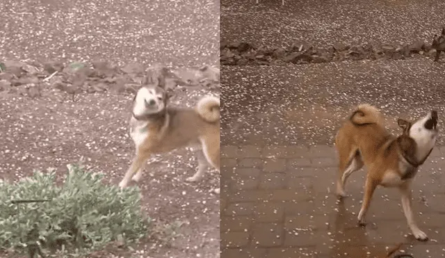 YouTube viral: perro lucha de manera desesperada contra una tormenta de granizado [VIDEO]