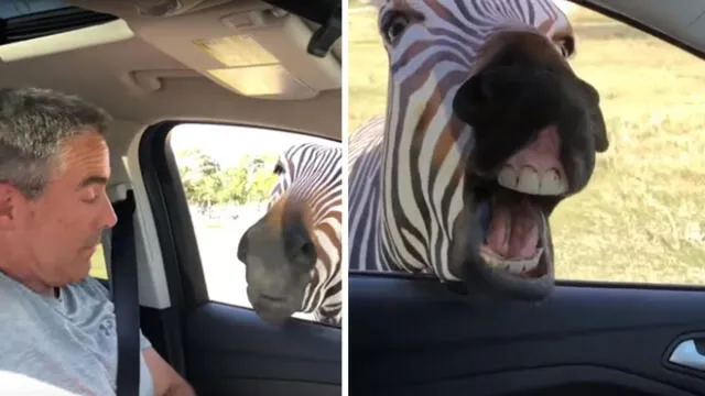 Facebook: pareja se llevó gran sorpresa mientras recorría un safari en Estados Unidos