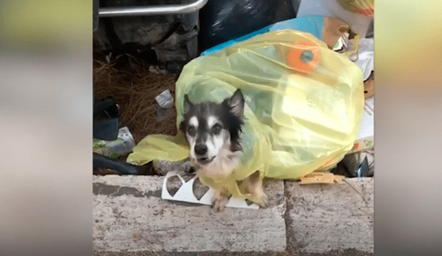 Desliza las imágenes para conocer la conmovedora historia de un perro abandonado en la basura. Foto: Caters Clips.