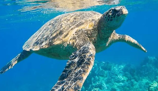 YouTube: tortuga es salvada de morir en México por ingerir residuos humanos en el mar [VIDEO] 