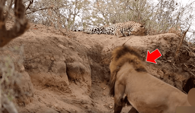 Video se viralizó en Facebook. Un enorme león no soportó que un leopardo durmiera en su territorio y decidió botarlo de la peor forma.