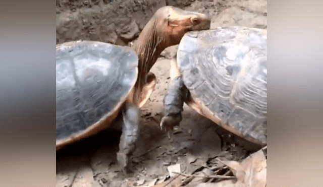 Tortuga intenta pelear con su compañero, pero solo recibe su duro desprecio [VIDEO]