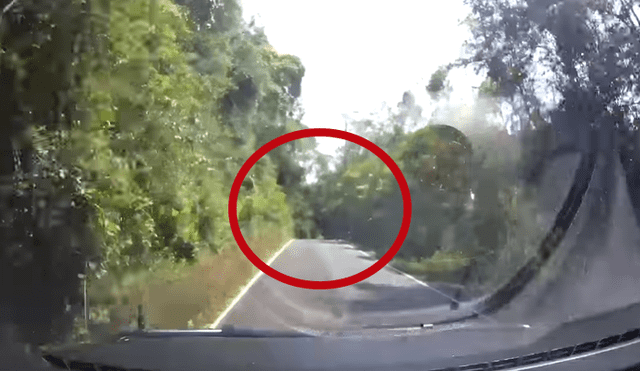 YouTube viral: conductor es sorprendido por enorme animal en medio de la carretera [VIDEO]