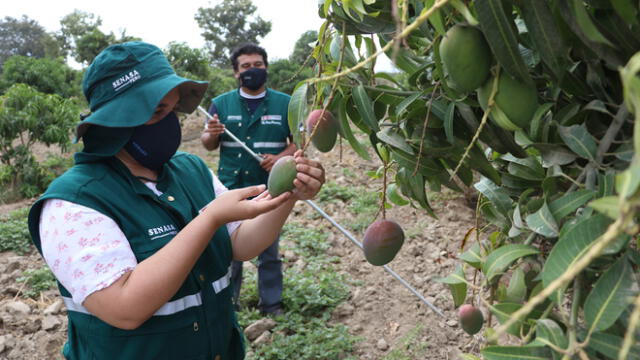 Certifican producción de mango en Lambayeque