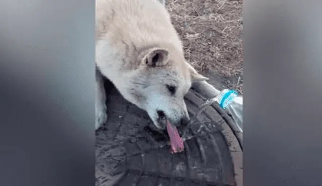 Facebook: perro quedó con la lengua adherida a alcantarilla y el final fue inesperado