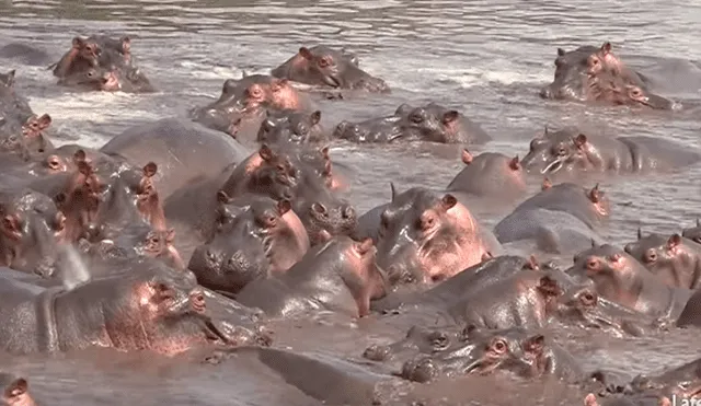 YouTube viral: 30 hipopótamos atacan a cocodrilo que minutos antes los quiso devorar [VIDEO]