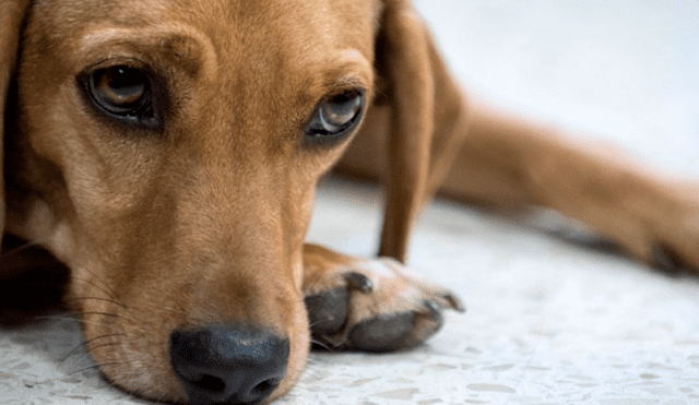 Maltrato animal: Indignación por hallazgo de perro colgado en una cancha de fútbol
