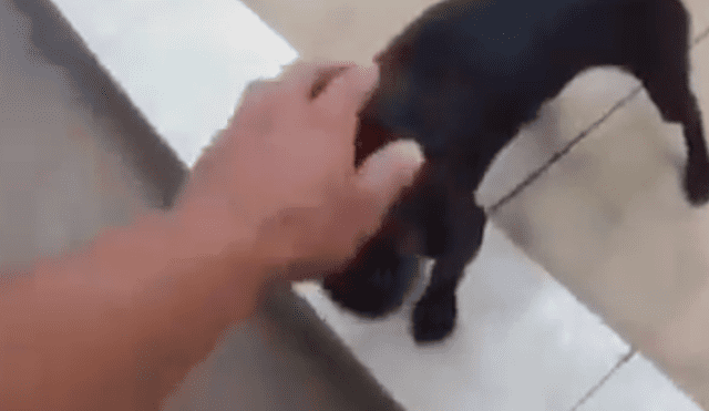 Facebook viral: creyó que perro estaba ‘poseído’ e intentó ‘exorcizarlo’, sin saber que reaccionaría así [VIDEO]