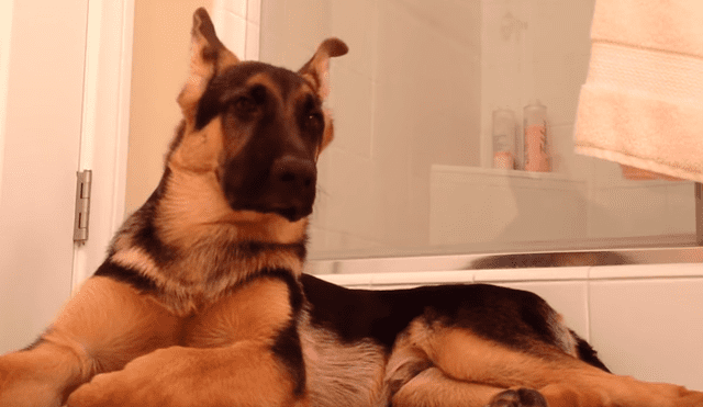 Perro canta al ritmo de su dueño en la ducha y se roba el show en las redes [VIDEO] 