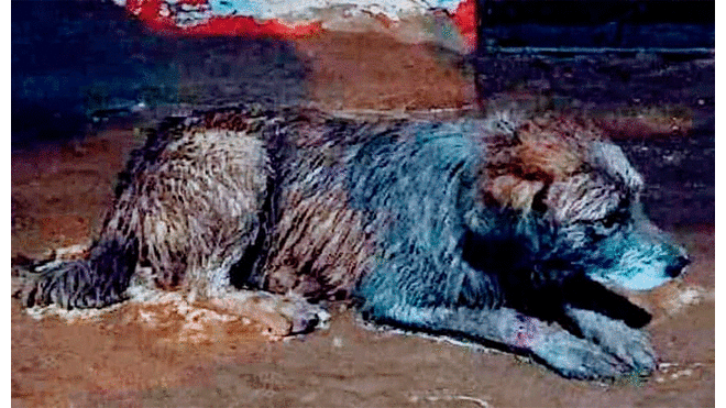 Tacna: Bomberos rescatan a un perro en medio de los escombros del huaico