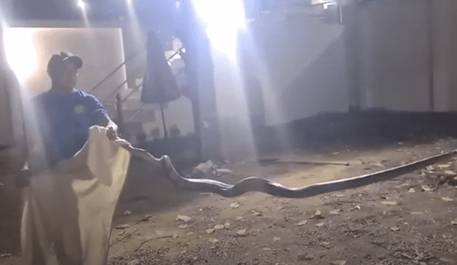 Los pobladores de Tailandia atraparon a una serpiente pitón de 3 metros de largo. Foto: ViralPress