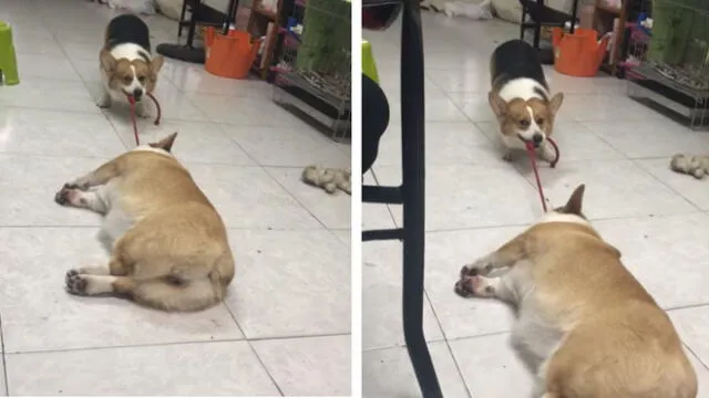 Vía Facebook: divertido perro obliga a su amigo perezoso a jugar y se hace viral [VIDEO]
