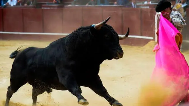Alcaldía de Medellín prohíbe corrida de toros en la ciudad. Foto: CNN
