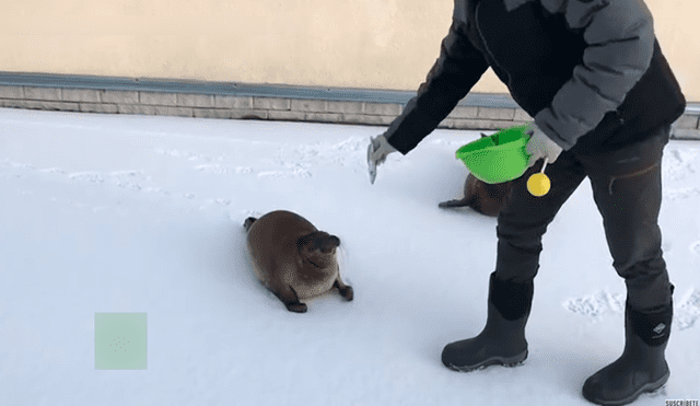 Desliza las imágenes para ver a las focas paseando por las calles de Rusia. Foto: captura de YouTube