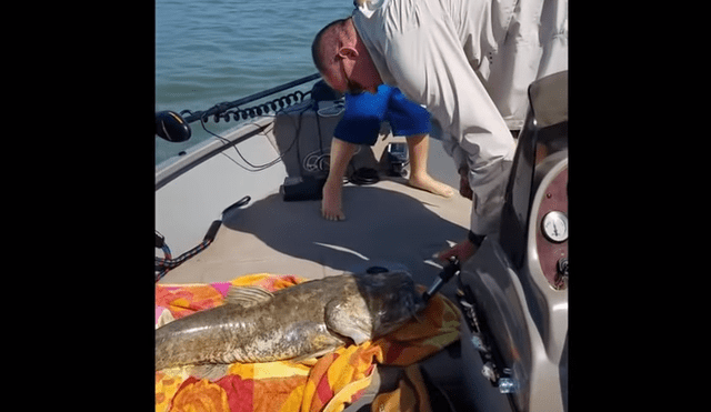 YouTube viral: gigantesco 'pez gato' aparece y encuentran increíble criatura en su interior [VIDEO]