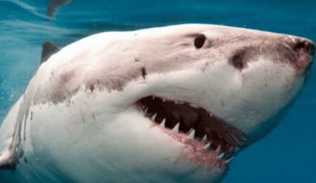 Después de ochenta años, muere joven en EE.UU. por ataque de tiburón blanco [VIDEO]