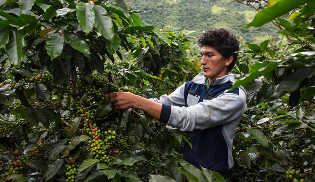 Producción y consumo del café se incrementa en el Perú