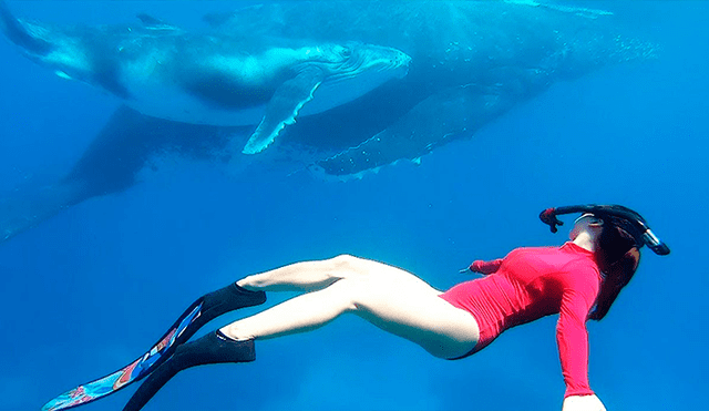En YouTube, un sujeto captó el preciso momento que su esposa se encontró ‘cara a cara’ con una ballena jorobada.