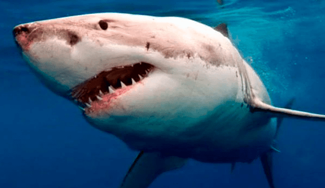 El buzo se defendió con una pica para espantar al enorme tiburón blanco que lo acechaba. ¿Logró salir vivo? Foto: captura