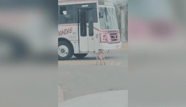 Desliza las imágenes para apreciar el singular truco que realizó una joven para bajar a su perro de un vehículo.