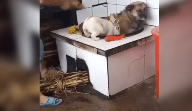 Facebook: asiático quiso 'cocinar' a animales vivos y ellos reaccionaron así