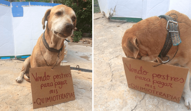 Perro vende postres para costear sus quimioterapias