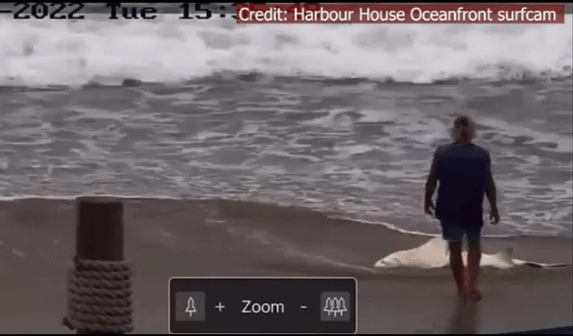 Las cámaras de seguridad de la playa en Indian Harbor Beach registraron el ataque brutal al tiburón con un martillo. Foto: captura / TN