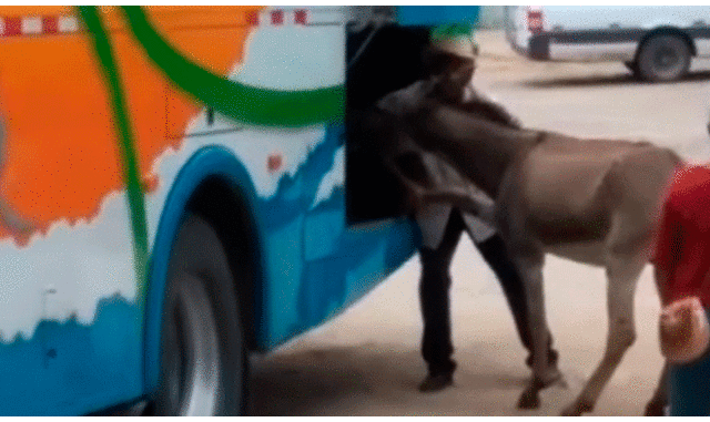 Indignación por hombres que obligan a un burro a entrar a la bodega de carga de un bus | VIDEO