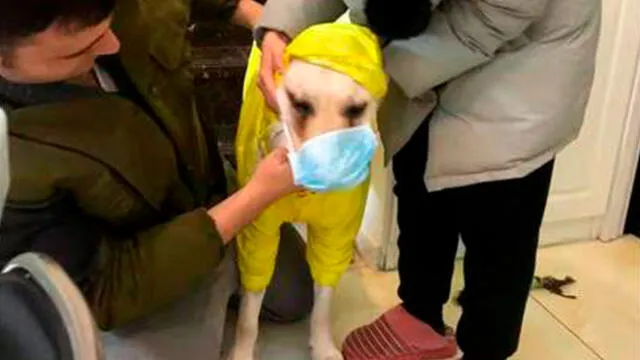 China: colocan mascarillas a perros para protegerlos del coronavirus [FOTOS]
