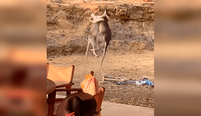 Video es viral en Facebook. La peculiar forma en que los marsupiales se enfrentaron ha causado sensación en redes, donde han comparado la curiosa pelea con una batalla humana